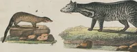 An illustration from (Band 1) (1801)