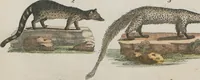 An illustration from (Band 1) (1801)