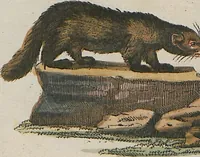 An illustration from (Band 1) (1801)