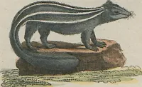 An illustration from (Band 1) (1801)