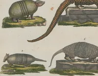 An illustration from (Band 1) (1801)