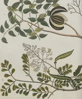 An illustration from (Band 1) (1801)