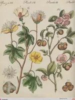 An illustration from (Band 1) (1801)