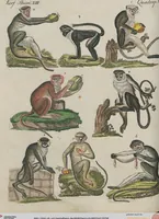An illustration from (Band 1) (1801)