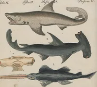 An illustration from (Band 1) (1801)