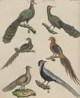 An illustration from (Band 1) (1801)