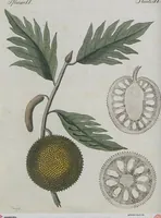 An illustration from (Band 1) (1801)