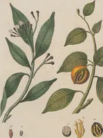 An illustration from (Band 1) (1801)