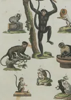An illustration from (Band 1) (1801)