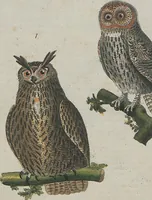 An illustration from (Band 1) (1801)