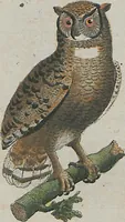 An illustration from (Band 1) (1801)