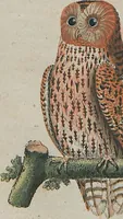 An illustration from (Band 1) (1801)