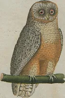 An illustration from (Band 1) (1801)