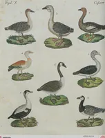 An illustration from (Band 1) (1801)