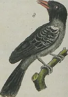 An illustration from (Band 1) (1801)