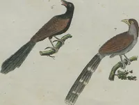 An illustration from (Band 1) (1801)