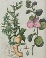 An illustration from (Band 1) (1801)