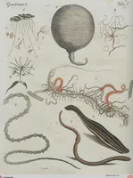 An illustration from (Band 1) (1801)