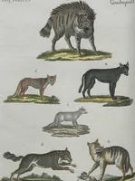 An illustration from (Band 1) (1801)