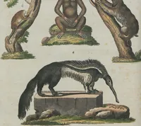 An illustration from (Band 1) (1801)