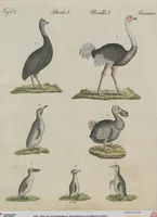 An illustration from (Band 1) (1801)