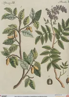 An illustration from (Band 1) (1801)