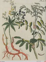 An illustration from (Band 1) (1801)