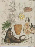 An illustration from (Band 1) (1801)