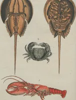 An illustration from (Band 1) (1801)