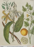An illustration from (Band 1) (1801)