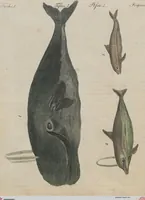 An illustration from (Band 1) (1801)