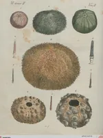 An illustration from (Band 1) (1801)