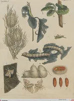 An illustration from (Band 1) (1801)