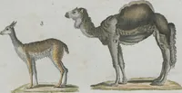 An illustration from (Band 1) (1801)