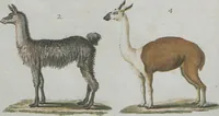 An illustration from (Band 1) (1801)