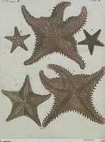 An illustration from (Band 1) (1801)