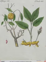 An illustration from (Band 1) (1801)