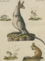 An illustration from (Band 1) (1801)