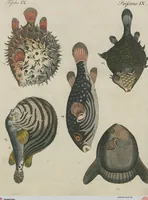 An illustration from (Band 1) (1801)