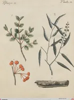 An illustration from (Band 1) (1801)