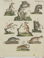 An illustration from (Band 1) (1801)
