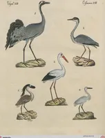 An illustration from (Band 1) (1801)