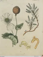 An illustration from (Band 1) (1801)