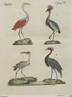 An illustration from (Band 1) (1801)