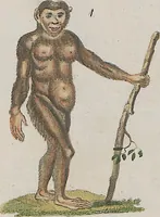An illustration from (Band 1) (1801)