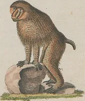 An illustration from (Band 1) (1801)
