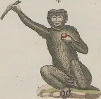 An illustration from (Band 1) (1801)