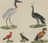 An illustration from (Band 1) (1801)