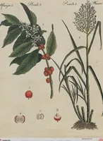 An illustration from (Band 1) (1801)