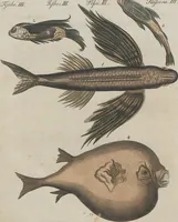 An illustration from (Band 1) (1801)